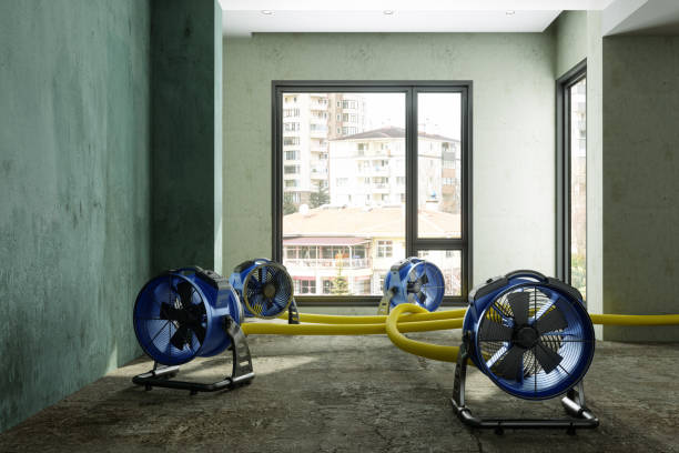 Best Local water damage restoration  in South Apopka, FL